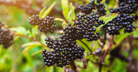 Elderberry Extract